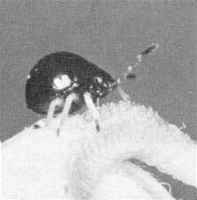 Figure 4. Second instar larva of the predatory stink bug, Stiretrus anchorago (Fabricius) (Fabricius).