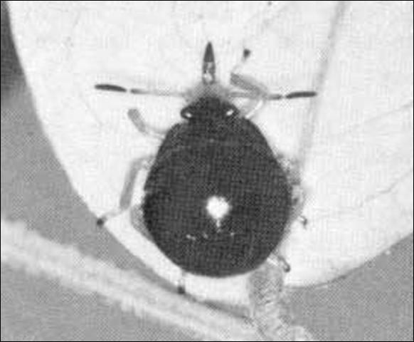 Figure 6. Fourth instar larva of the predatory stink bug, Stiretrus anchorago (Fabricius).