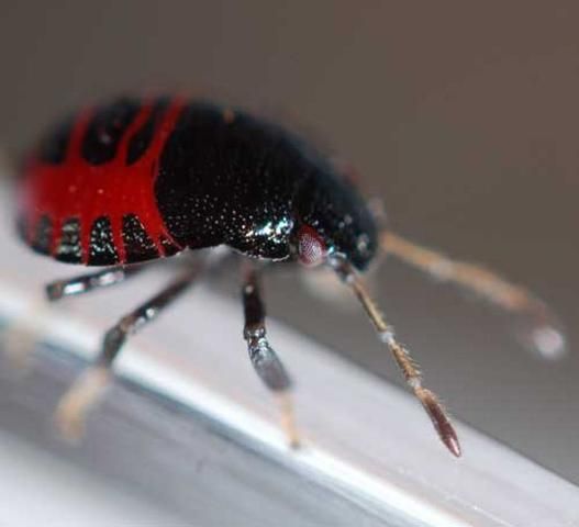 Figure 5. Second instar nymph of the spined soldier bug, Podisus maculiventris (Say).