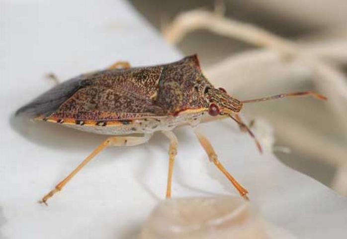 Figure 10. Front lateral view of a spined soldier bug, Podisus maculiventris (Say).