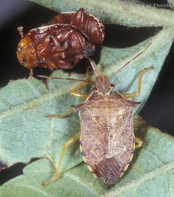 Figure 1. Dorsal view of an adult spined soldier bug, Podisus maculiventris (Say), feeding on a mating pair of sumac flea beetles, Blepharida rhois (Forster) (Coleoptera: Chrysomelidae).