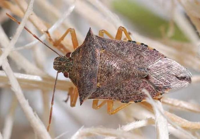 Figure 9. Dorsal view of a spined soldier bug, Podisus maculiventris (Say).