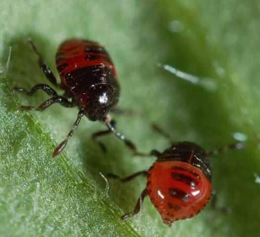 Figure 3. First instar nymphs of the spined soldier bug, Podisus maculiventris (Say).