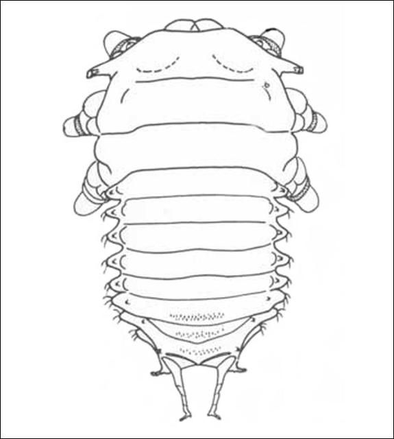 Figure 6. Larva of Hemisphaerota cyanea (Say), without fecal shield showing anal fork.