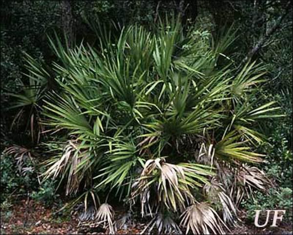 Figure 7. Saw palmetto, Serenoa repens (Arecaceae), a host of the Florida tortoise beetle, Hemisphaerota cyanea (Say).