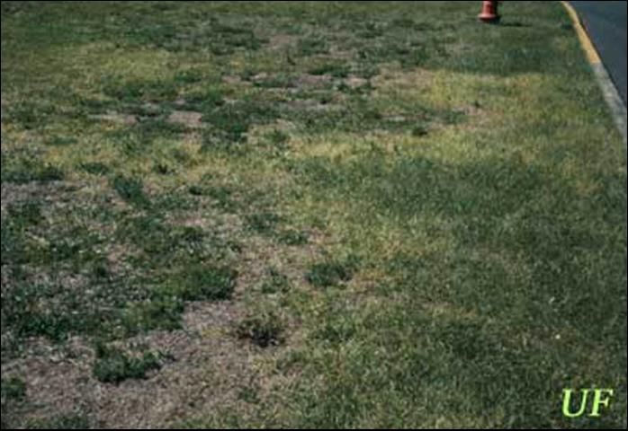 Figure 3. Patches of yellowing, dying, or unthrifty grass are often typical of lance nematode damage, seen here in St. Augustinegrass.