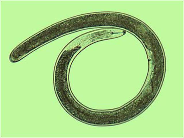 Figure 1. The adult lance nematode Hoplolaimus galeatus measures about 1.5 mm in length.