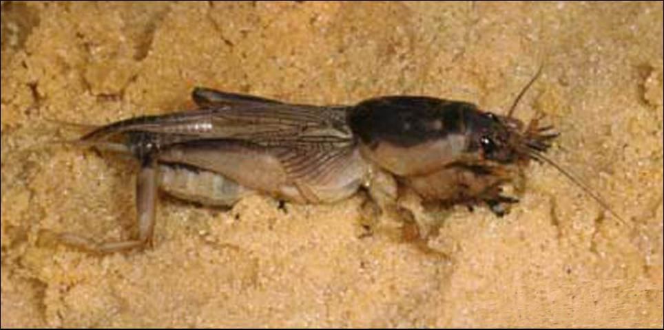 Figure 2. Adult southern mole cricket, Neoscapteriscus borellii (Giglio-Tos).