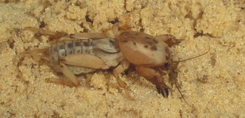 Figure 1. Adult shortwinged mole cricket, Neoscapteriscus abbreviatus (Scudder).