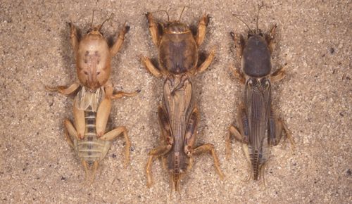 Figure 8. Three mole cricket species: shortwinged mole cricket, Neoscapteriscus abbreviatus (left); tawny mole cricket, Neoscapteriscus vicinus (center); southern mole cricket, Neoscapteriscus borellii (right).