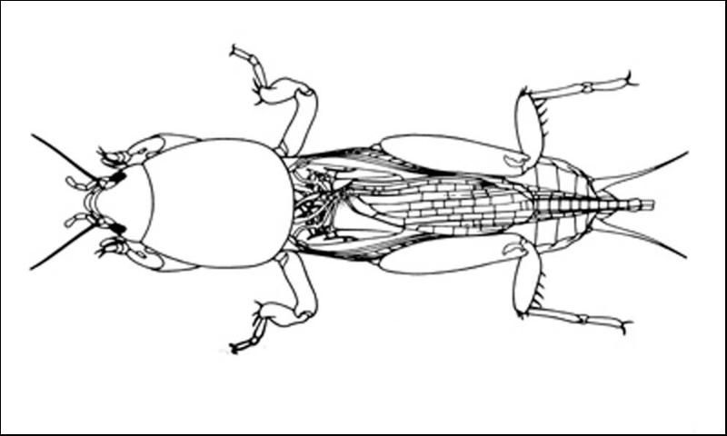 Figure 5. An adult tawny mole cricket, Neoscapteriscus vicinus (Scudder), showing typical mole cricket morphology.