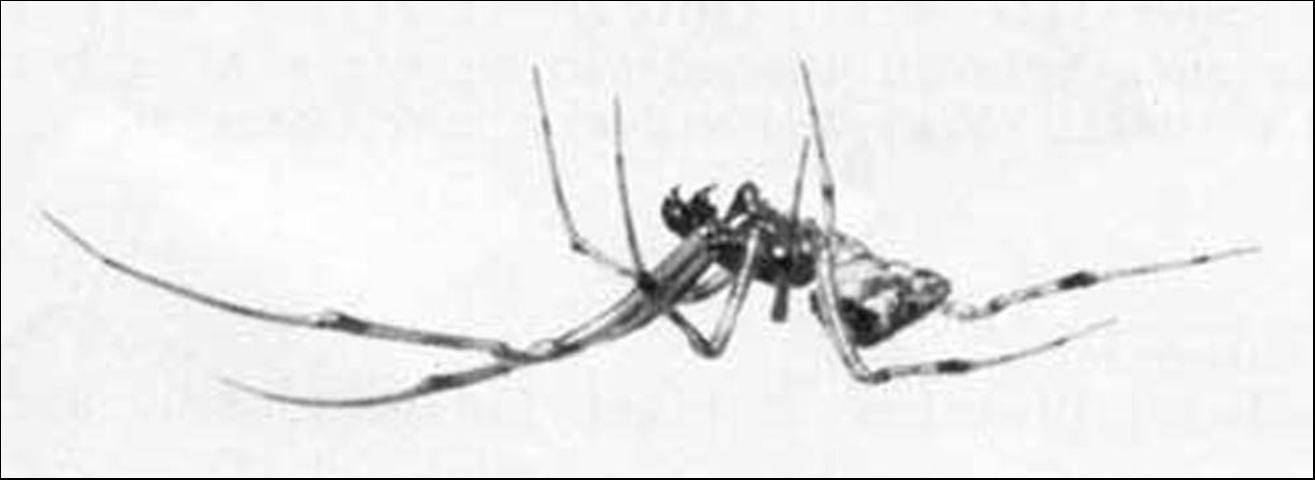Figure 3. Adult male common house spider, Achaearanea tepidariorum (C.L. Koch).
