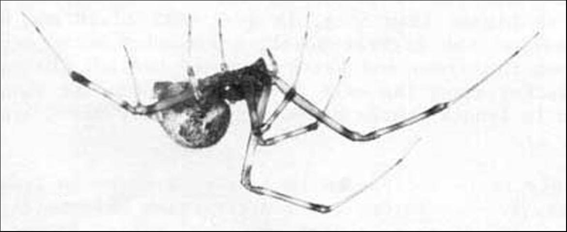 Figure 2. Adult female common house spider, Achaearanea tepidariorum (C.L. Koch).