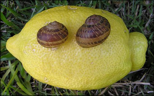 Figure 5. Adult brown garden snails, Cornu aspesrum (Müller), size comparison on an oversized160 mm lemon. Photograph taken in southern San Diego County, California.