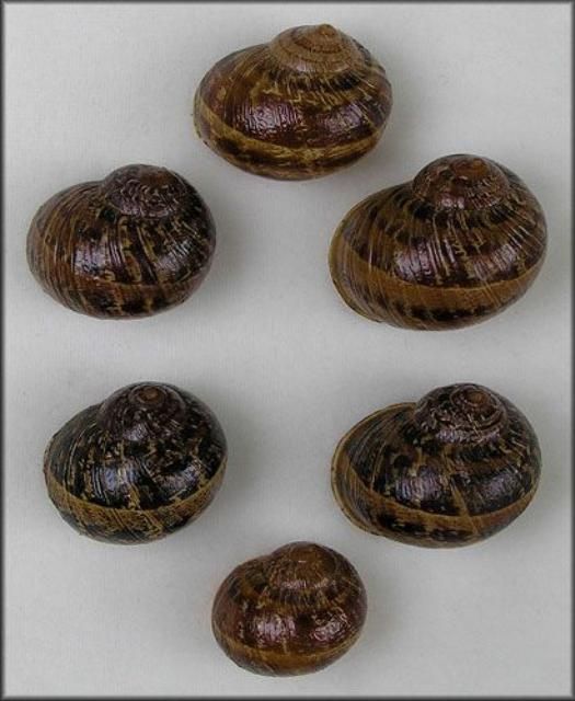 Figure 3. Shells of the brown garden snail, Cornu aspersum (Müller), displaying various color shades encountered.