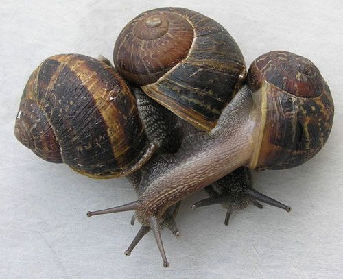 Figure 1. Adult brown garden snails, Cornu aspersum (Müller). Photograph taken in southern San Diego County, California.