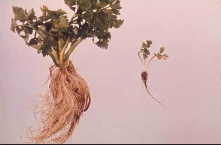 Figure 2. Awl nematodes (Dolichodorus spp.) cause severe stunting, which can be seen in the celery plant on the right. The plant on the left is unaffected.