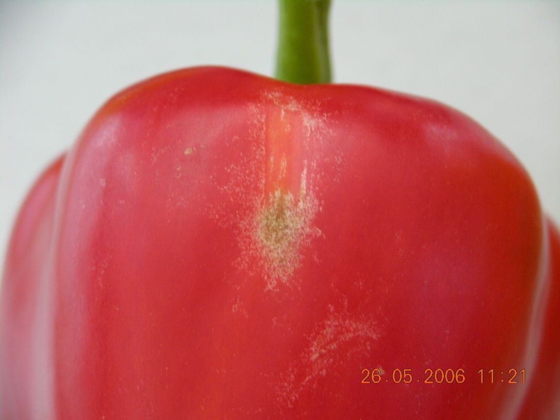 A pepper fruit with "flecking" caused by feeding of thrips.