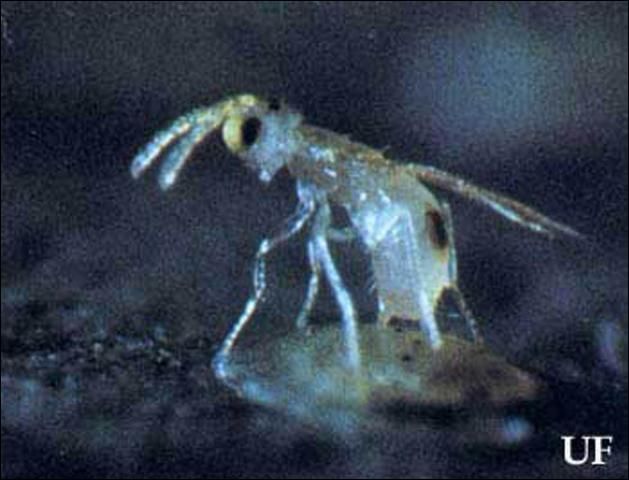 Citrus whitefly parasite, Encarsia lahorensis Howard, ovipositing in an immature citrus whitefly.