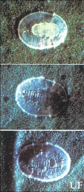 Top: immature larva of the parasite, Encarsia lahorensis Howard, in a larva of a citrus whitefly, Dialeurodes citri (Ashmead); middle: E. lahorensis pupa in citrus whitefly larva; bottom: emergence hole of an adult E. lahorensis in a dead citrus whitefly larva.