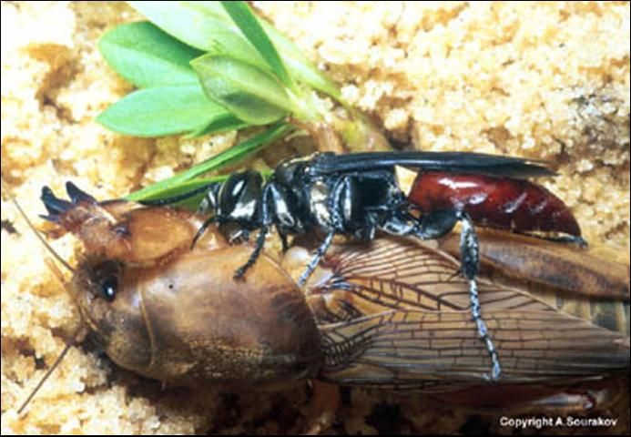 Figure 7. An adult Larra bicolor Fabricius feeding on a mole cricket by imbibing hemolymph.