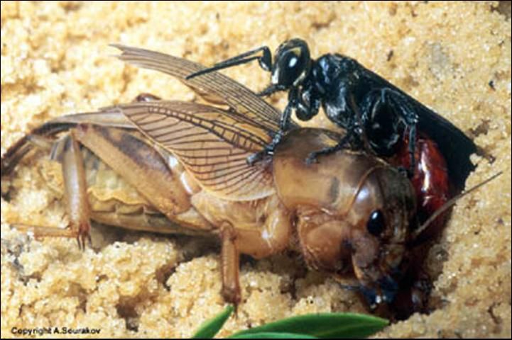 Figure 2. An adult Larra bicolor Fabricius preparing to oviposit on a mole cricket.