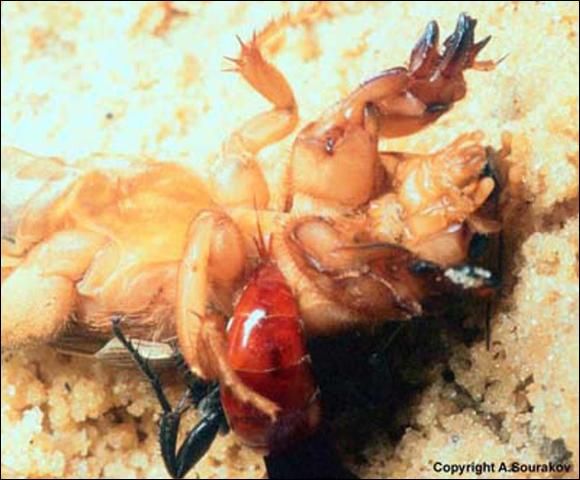Figure 5. The ovipositor of an adult Larra bicolor Fabricius is plainly seen as the wasp lays an egg while the mole cricket is paralyzed.