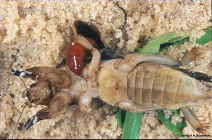 Figure 4. An adult Larra bicolor Fabricius stinging a mole cricket.