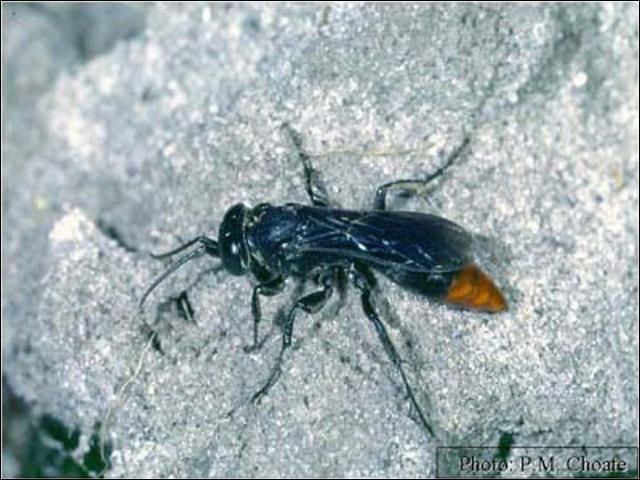 Figure 1. Adult Larra analis Fabricius, a parasitoid of the northern mole cricket, Neocurtilla hexadactyla (Perty).
