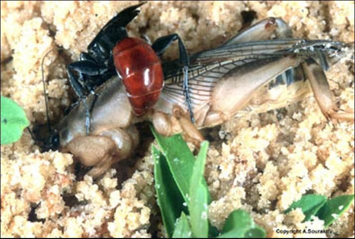 Figure 3. An adult Larra bicolor Fabricius preparing to sting a mole cricket it has chased from a gallery excavated by the mole cricket.