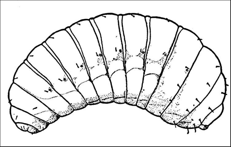 Figure 4. Line drawing of mature larva of Megastigmus wasp.