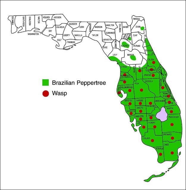 Figure 2. Distribution of the Brazilian peppertree, Schinus terebinthifolia Raddi, and the seed chalcid wasp, Megastigmus transvaalensis (Hussey), in Florida. Brazilian peppertree was reported recently from the Panhandle (Franklin Co.)