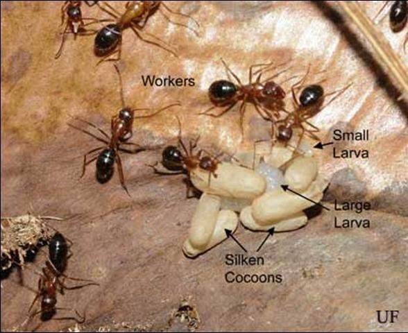 Figure 7. Adult workers, and brood (larvae and pupae) of the Florida carpenter ant, Camponatus floridanus (Buckley).
