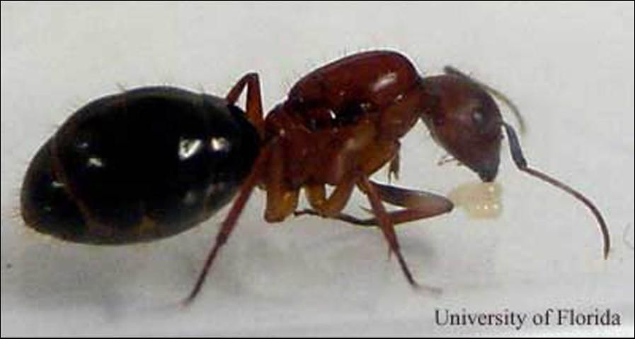 Figure 6. Florida carpenter ant, Camponotus floridanus (Buckley), dealate queen tending brood. A dealate is a reproductive that has shed its wings. The adults that emerge from this brood will be small ants called minums, and they take over the queen's brood-tending functions so she can concentrate on laying eggs. The brood that emerge after the minums should be normal sized worker ants.