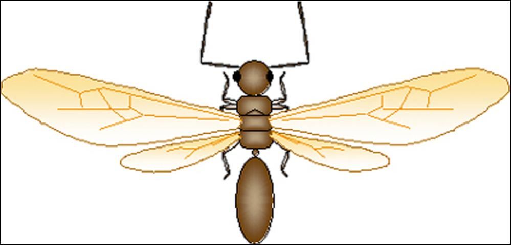 Figure 9. Ant Alate: Elbowed antennae, Fore wings larger than hind wings, Waist constricted.