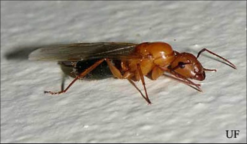 Figure 3. Female alate (reproductive) of the Florida carpenter ant, Camponatus floridanus (Buckley).
