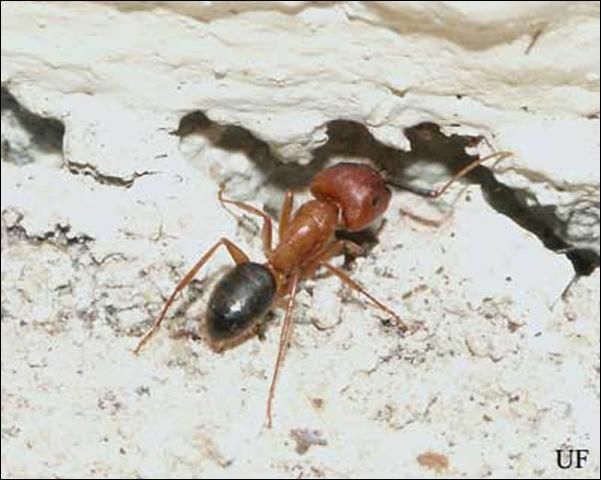 Figure 11. Worker of the Florida carpenter ant, Camponatus floridanus (Buckley), entering a void.