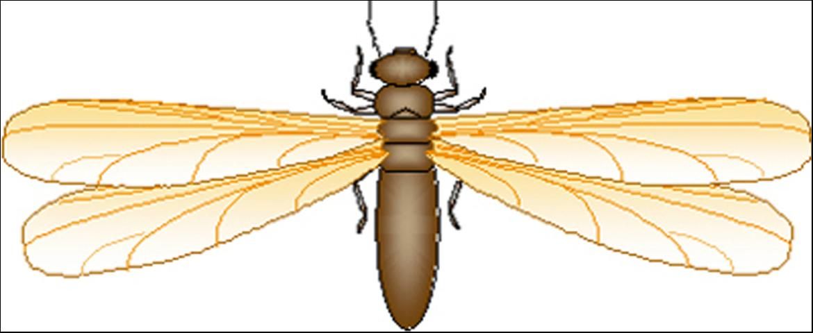 Figure 10. Termite Alate: Beaded antennae, Fore and hind wings of equal size, Waist broad.