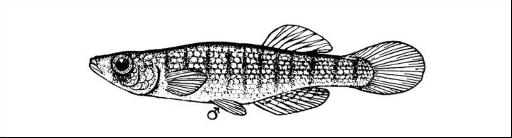 Fish Drawing Clipart Vector Design Illustration. Fish Set. Vector Clipart  Print - Etsy