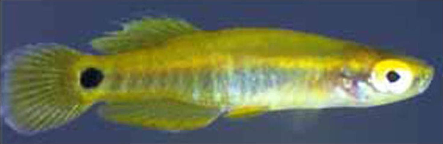 Figure 2. Pygmy Killifish (Leptolucania ommata) to 1 inch. Distinct eye spot at base of tail. Non-game fish.
