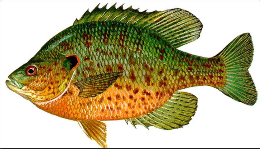 Figure 16. Redear Sunfish or Shellcracker (Lepomis microlophus) to 10 inches. Red edge to gill cover spot. Game fish with collection and bag limits.