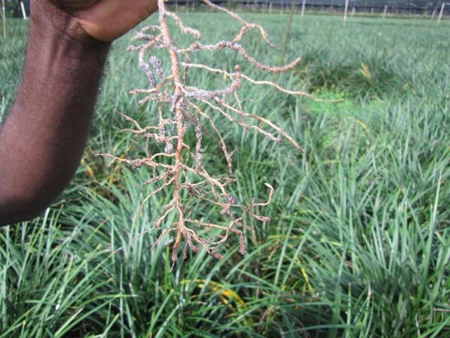 Figure 10. Galls or knots on liriope roots caused by root-knot nematodes.