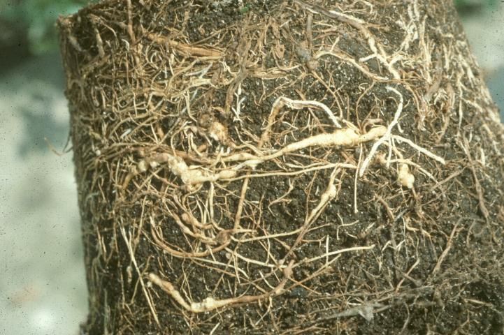 Figure 16. Root-knot nematode galls on roots of a container-grown plant.