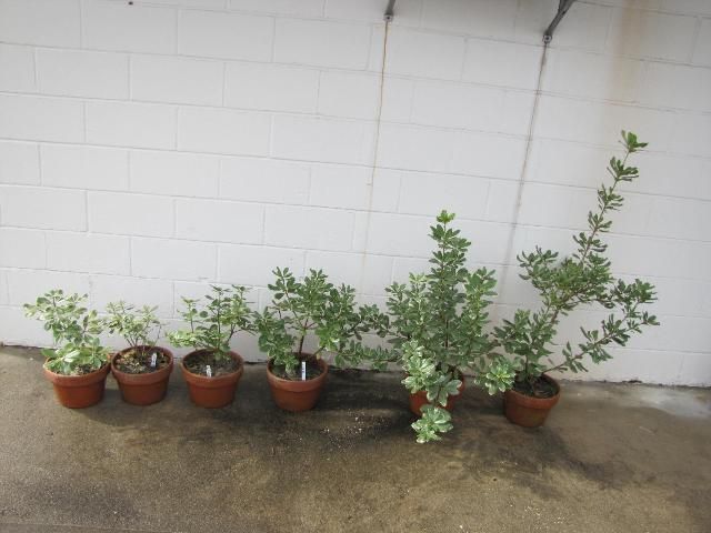 Figure 9. Nematode-infected pittosporum (four plants on left) are stunted compared to non-infested plants (two plants on right).