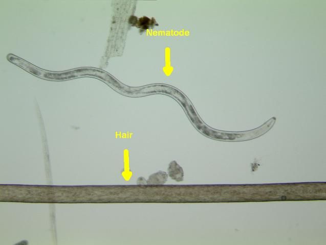 Figure 2. Size of a lance nematode (one of the larger plant-parasitic nematodes) compared to a human hair.