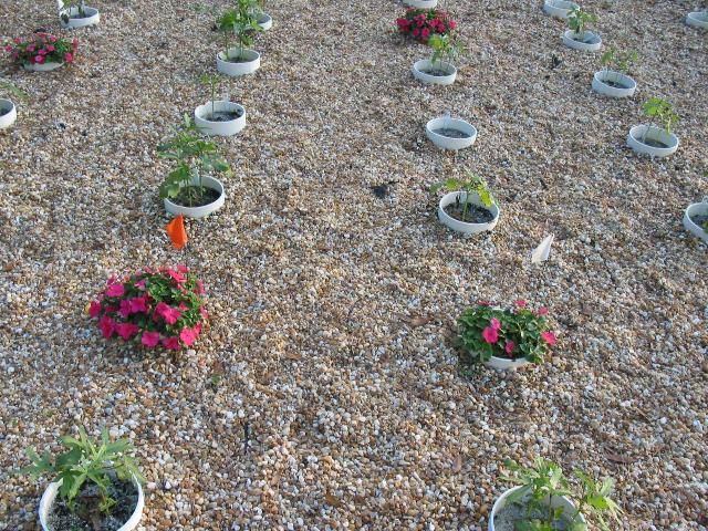 Figure 6. Stunted impatiens on right were infected by root-knot nematodes. Healthy impatiens on left were treated with a nematicide.