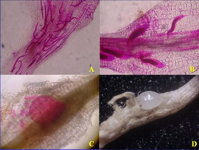 Figure 5. Sendentary endoparasitic root-knot nematodes. A: Juvenile nematodes (stained red) that have entered a root and have formed feeding sites within. B: Juveniles become immobile and start to swell. C: Swollen adult nematode starting to lay eggs. D: Root tissue pulled back to reveal the adult nematode within.