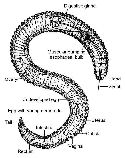 Diagram of a plant-parasitic nematode stylet.