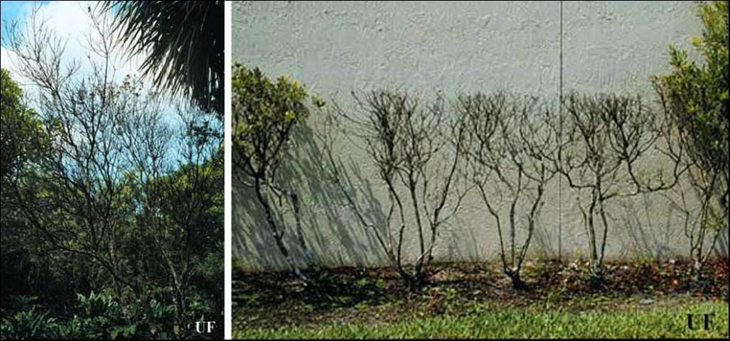 Figure 5. Wax-myrtles in the wild (left) and as a hedge (right) killed by infestations of lobate lac scale, Paratachardina lobata lobata (Chamberlin).