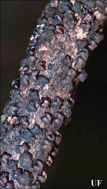 Figure 3. Wax-myrtle branch infested with lobate lac scale, Paratachardina lobata lobata (Chamberlin).
